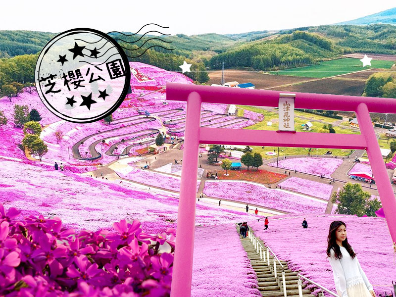 櫻花季最後一波！來東藻琴芝櫻公園，享受撲天蓋地而來的粉紅海